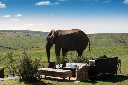 Gorah Elephant Camp Experience